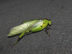 Cnemidophyllum eximium