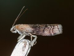Sciota subcaesiella