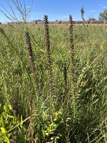 Image of Liatris lancifolia by (c) Jared Shorma, some rights reserved (CC BY)