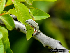 Macrodactylus mexicanus
