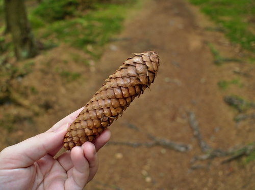 Paprastoji eglė nuotrauka