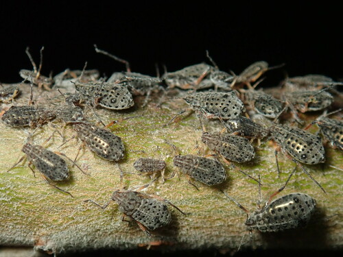 Giant Willow Aphid photo 6
