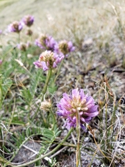 Astragalus laxmannii robustior