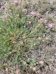 Astragalus laxmannii robustior