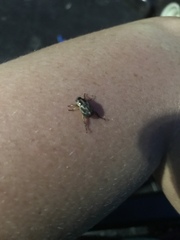 Calligrapha confluens