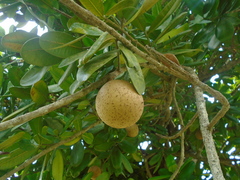 Mammea americana