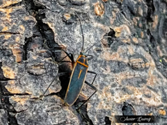 Stenomacra marginella