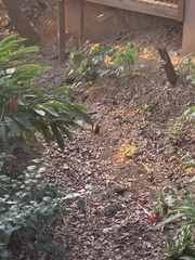 Dasyprocta ruatanica