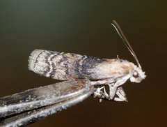 Sciota subcaesiella