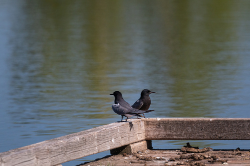 Guifette noire