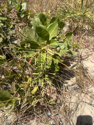 Foto de Cajuzinho-do-cerrado
