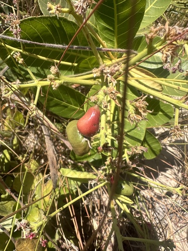 Foto de Cajuzinho-do-cerrado