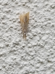 Haimbachia placidellus