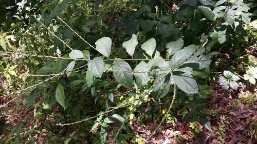 Petiveria alliacea