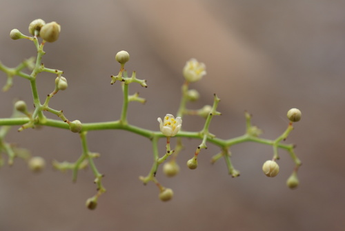 Schinus areira