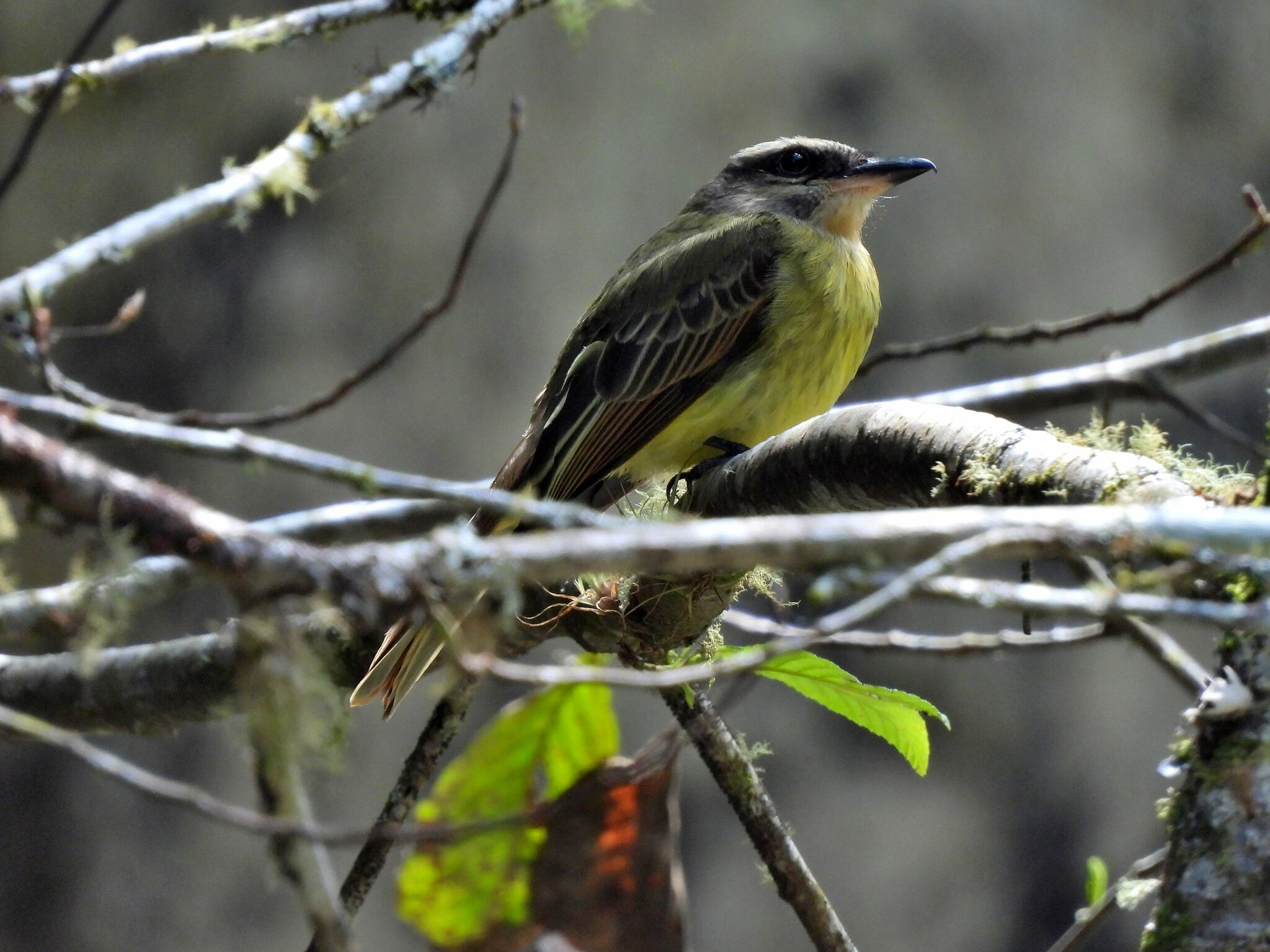 Golden-crowned Flycatcher (Myiodynastes chrysocephalus), photo 9