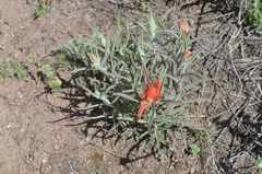 Castilleja integra