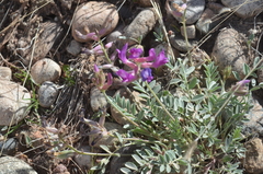 Astragalus shortianus