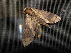 Manduca hannibal
