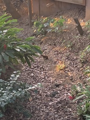 Dasyprocta ruatanica