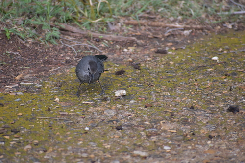 Gray Catbird photographed in Oklahoma