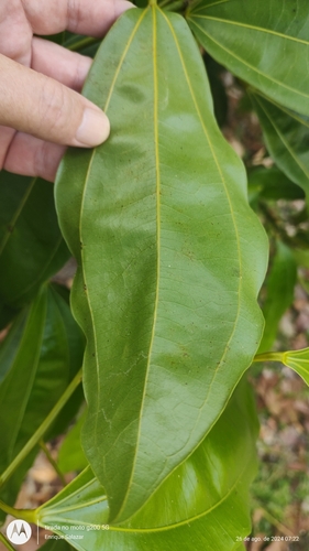 Leaf (Abuta grandifolia)