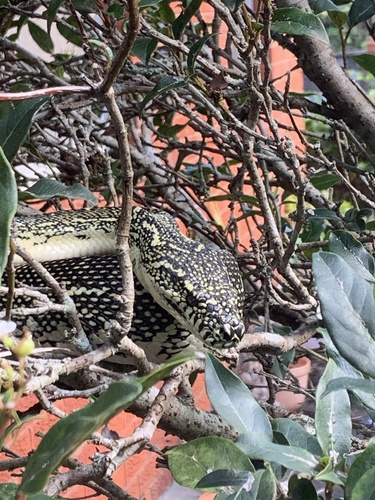 Diamond Python sighting