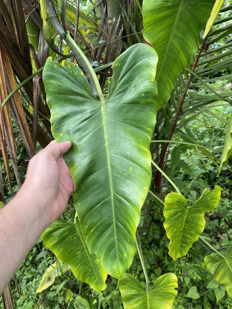 Philodendron cotonense
