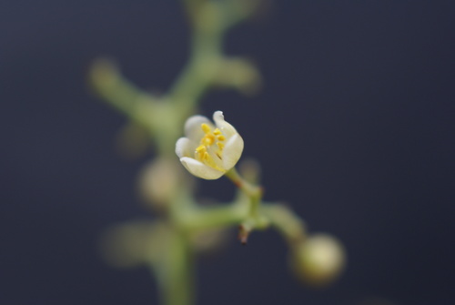 Schinus areira