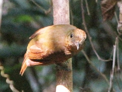 Schiffornis veraepacis