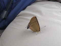 Rapala nissa hirayamana