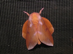 Othorene purpurascens