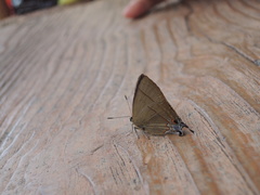 Rapala nissa hirayamana