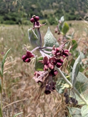 Asclepias californica californica