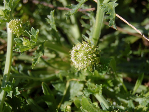 Image of Acicarpha tribuloides by (c) vinicius_s_domingues, some rights reserved (CC BY)