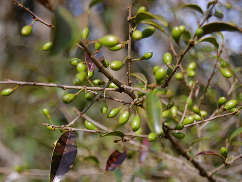 Chrysophyllum marginatum (Chrysophyllum marginatum)