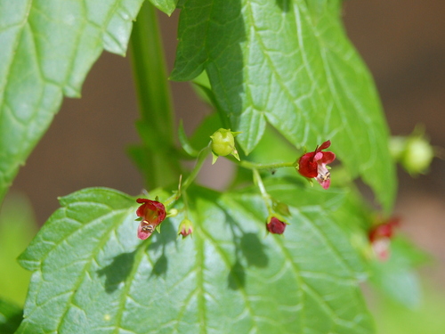 Mediterranean figwort (Scrophularia peregrina)
