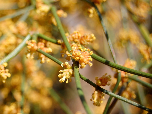 Ephedra tweedieana (Ephedra tweedieana)