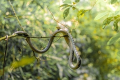 Dendrelaphis