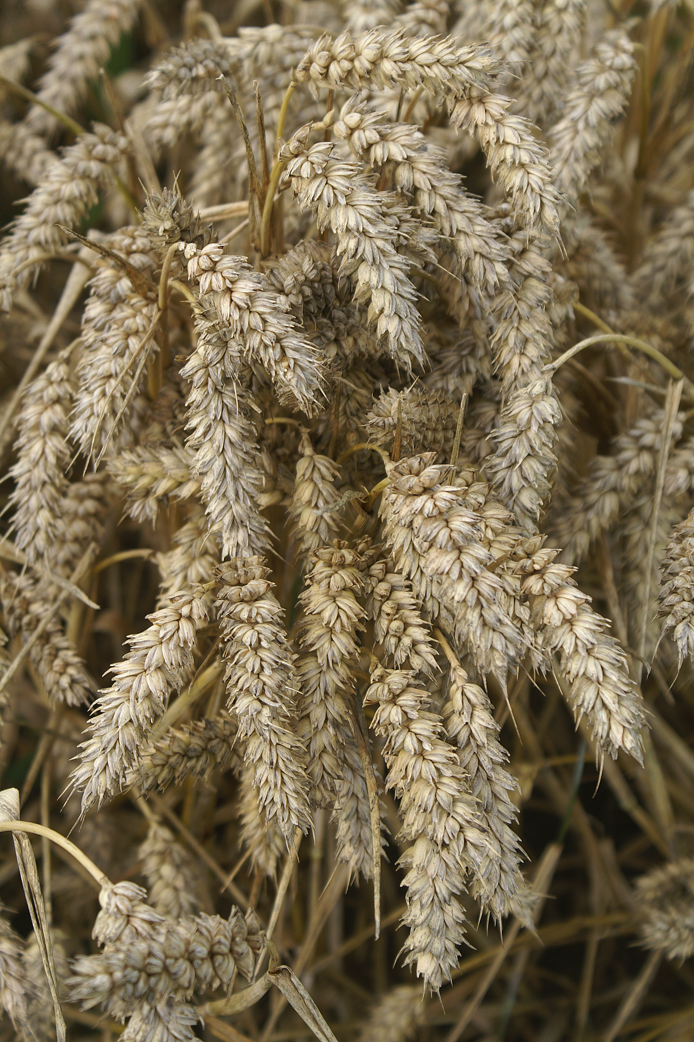 Triticum aestivum