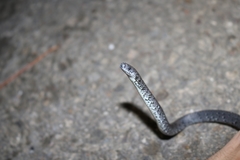 Pareas margaritophorus