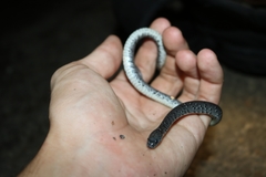 Pareas margaritophorus