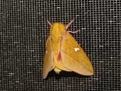 Syssphinx mexicana