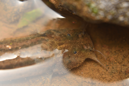 Trichomycteridae