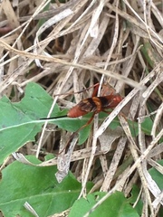 Compsocryptus texensis