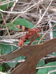 Compsocryptus texensis