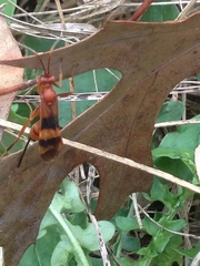 Compsocryptus texensis