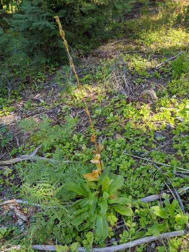 Umpqua green-gentian (Frasera umpquaensis)