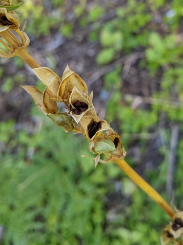 Image of Frasera umpquaensis by (c) Kayla Sweeten, some rights reserved (CC BY)