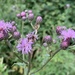 Creeping Thistle - Photo (c) laurabankey, some rights reserved (CC BY-NC), uploaded by laurabankey